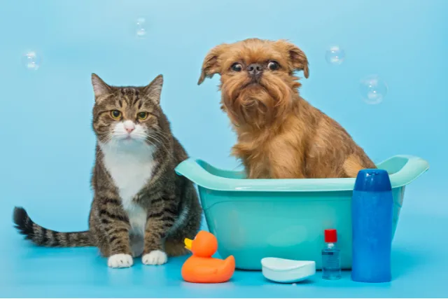 Top 10 Conroe Apartments with Pet Wash Station